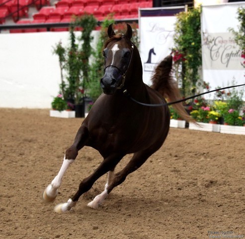 2011 Breeders World Cup | Day 1