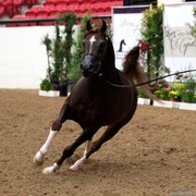 2011 Breeders World Cup | Day 1