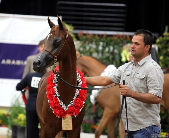 2011 Breeders World Cup | Day 1
