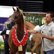 2011 Breeders World Cup | Day 1
