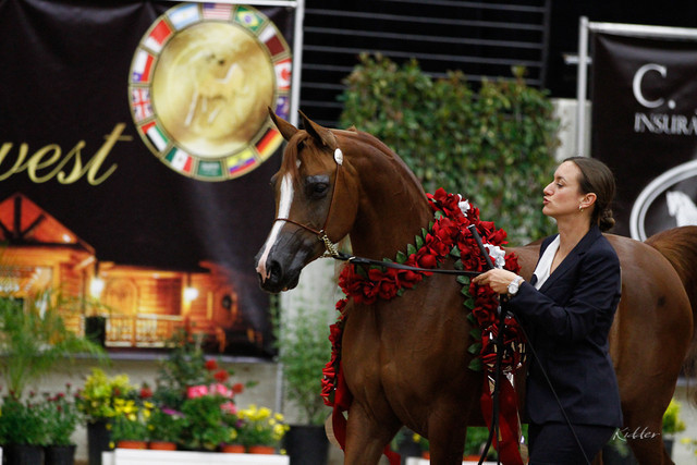 2011 Arabian Breeders World Cup | Kidder