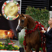 2011 Arabian Breeders World Cup | Kidder