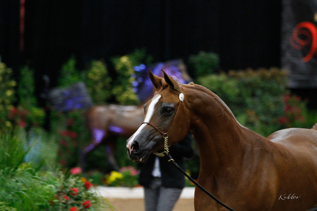 2011 Arabian Breeders World Cup | Kidder