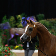 2011 Arabian Breeders World Cup | Kidder