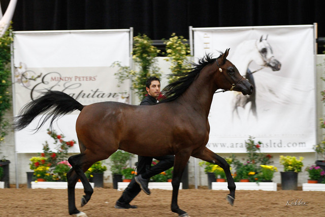 2011 Arabian Breeders World Cup | Kidder