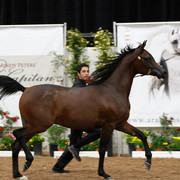 2011 Arabian Breeders World Cup | Kidder