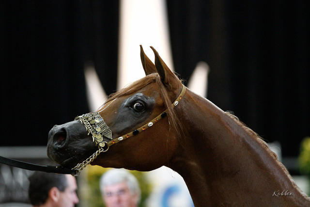 2011 Arabian Breeders World Cup | Kidder