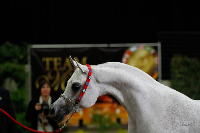 2011 Arabian Breeders World Cup | Kidder