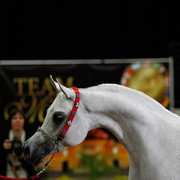 2011 Arabian Breeders World Cup | Kidder