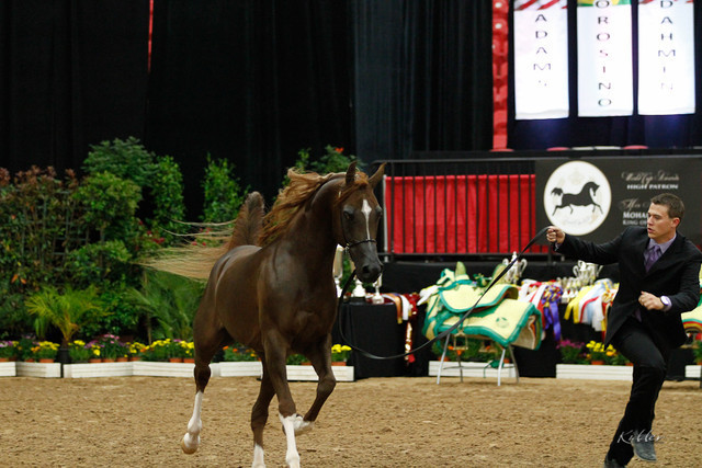 2011 Arabian Breeders World Cup | Kidder
