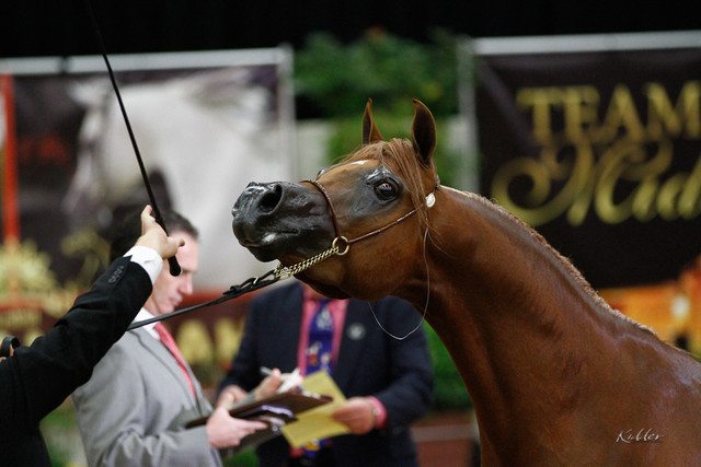 2011 Arabian Breeders World Cup | Kidder