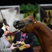 2011 Arabian Breeders World Cup | Kidder