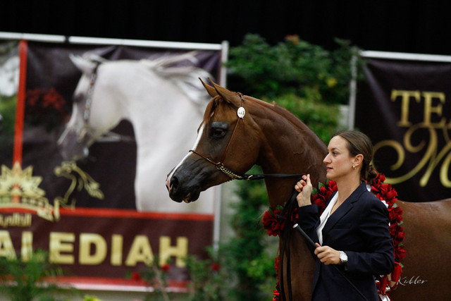 2011 Arabian Breeders World Cup | Kidder