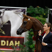 2011 Arabian Breeders World Cup | Kidder