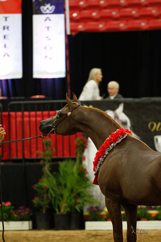 2011 Arabian Breeders World Cup | Kidder