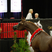 2011 Arabian Breeders World Cup | Kidder