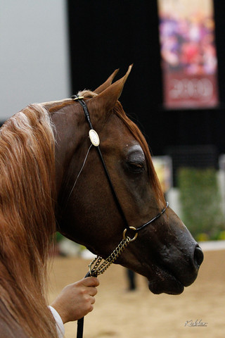2011 Arabian Breeders World Cup | Kidder