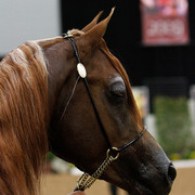 2011 Arabian Breeders World Cup | Kidder