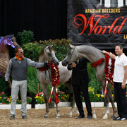 2011 Arabian Breeders World Cup | Kidder