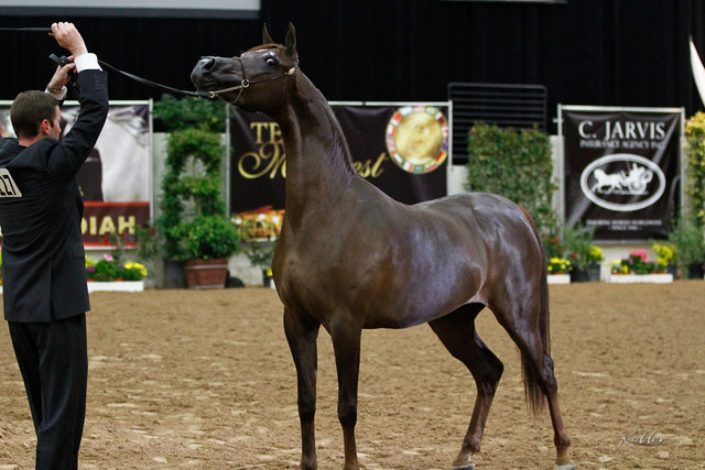 2011 Arabian Breeders World Cup | Kidder