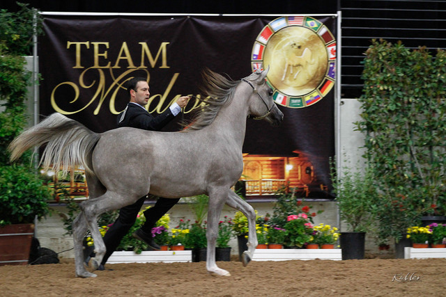 2011 Arabian Breeders World Cup | Kidder