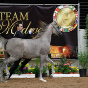2011 Arabian Breeders World Cup | Kidder