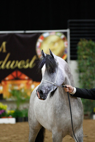 2011 Arabian Breeders World Cup | Kidder
