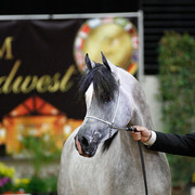 2011 Arabian Breeders World Cup | Kidder