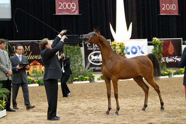 2011 Arabian Breeders World Cup | Kidder