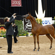 2011 Arabian Breeders World Cup | Kidder