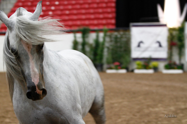 2011 Arabian Breeders World Cup | Kidder