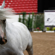 2011 Arabian Breeders World Cup | Kidder