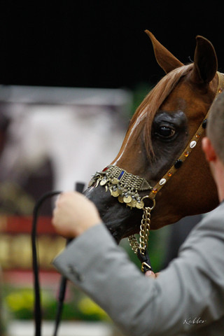 2011 Arabian Breeders World Cup | Kidder