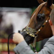 2011 Arabian Breeders World Cup | Kidder