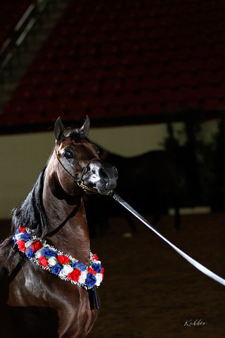 2011 Arabian Breeders World Cup | Kidder