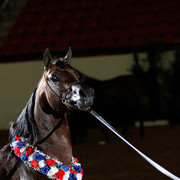 2011 Arabian Breeders World Cup | Kidder