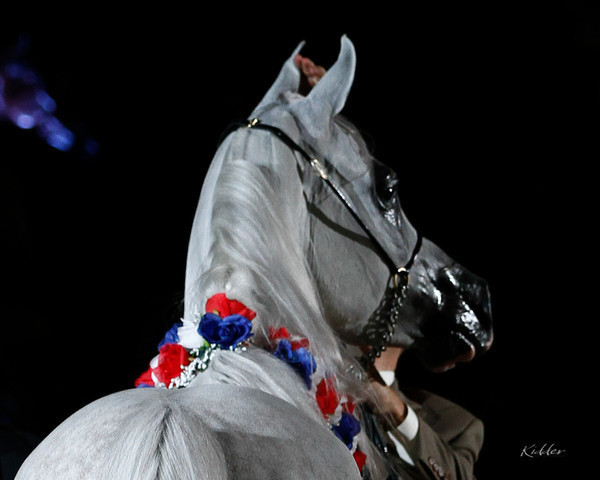 2011 Arabian Breeders World Cup | Kidder