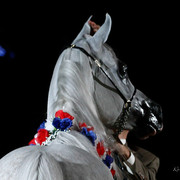 2011 Arabian Breeders World Cup | Kidder