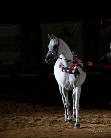 2011 Arabian Breeders World Cup | Kidder