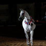 2011 Arabian Breeders World Cup | Kidder