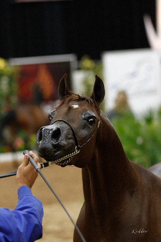 2011 Arabian Breeders World Cup | Kidder