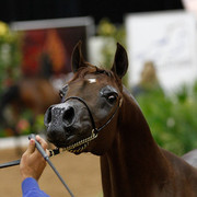 2011 Arabian Breeders World Cup | Kidder