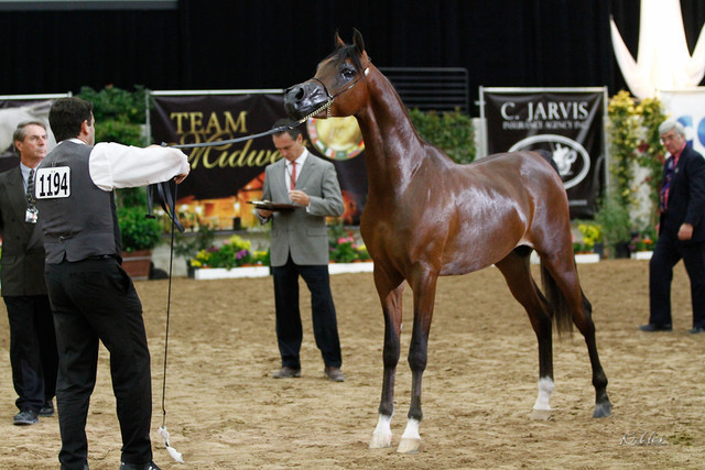 2011 Arabian Breeders World Cup | Kidder