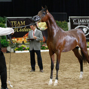 2011 Arabian Breeders World Cup | Kidder