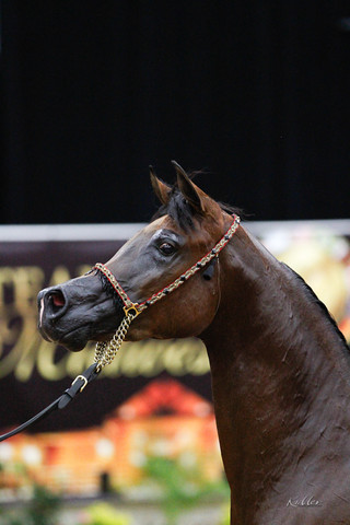 2011 Arabian Breeders World Cup | Kidder