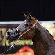 2011 Arabian Breeders World Cup | Kidder