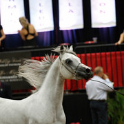 2011 Arabian Breeders World Cup | Kidder