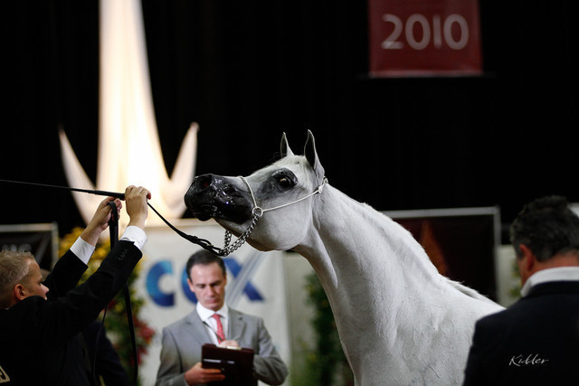 2011 Arabian Breeders World Cup | Kidder