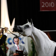 2011 Arabian Breeders World Cup | Kidder