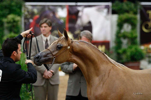 2011 Arabian Breeders World Cup | Kidder